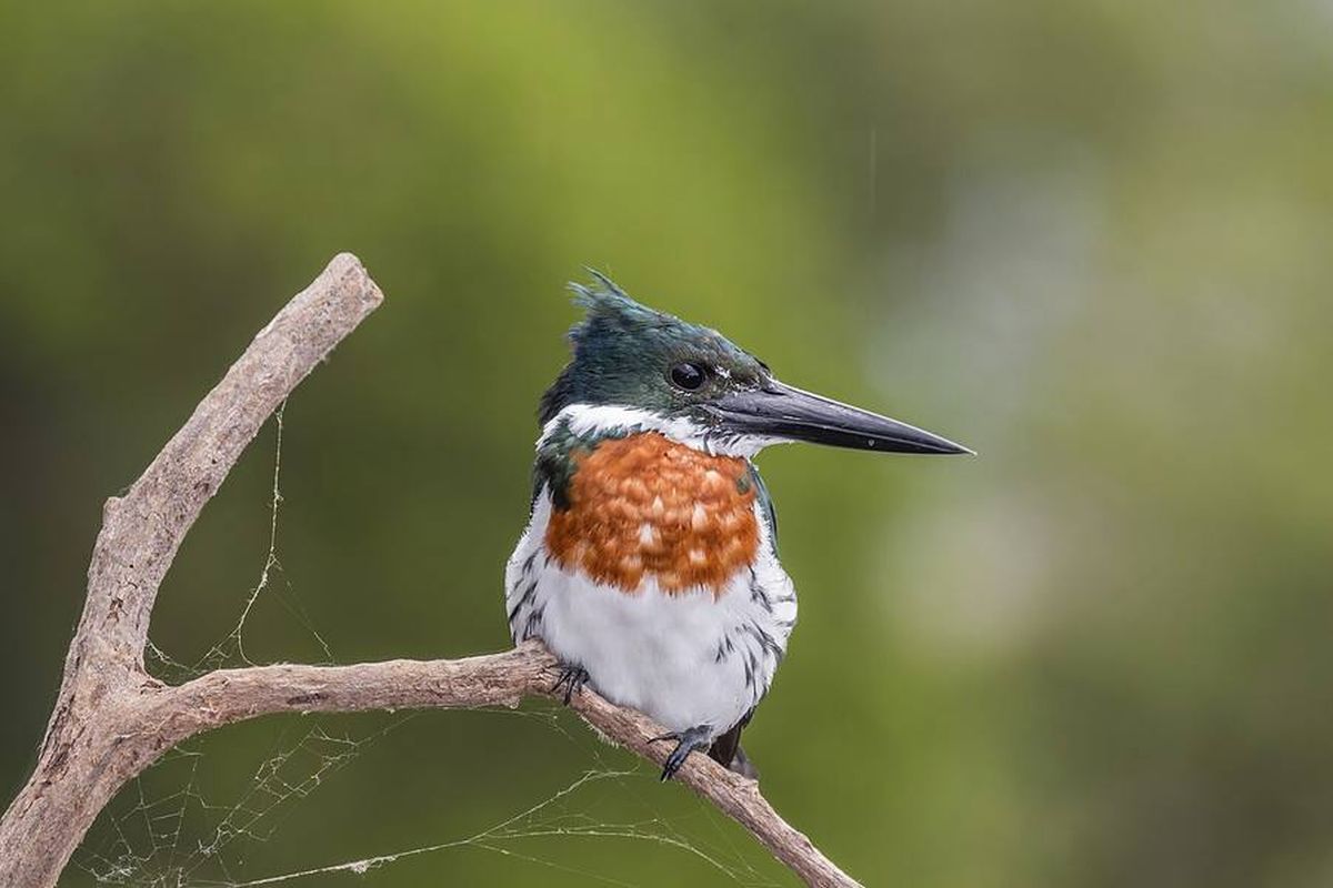 Amazon Wildlife Guide: How to Spot Rare Animals