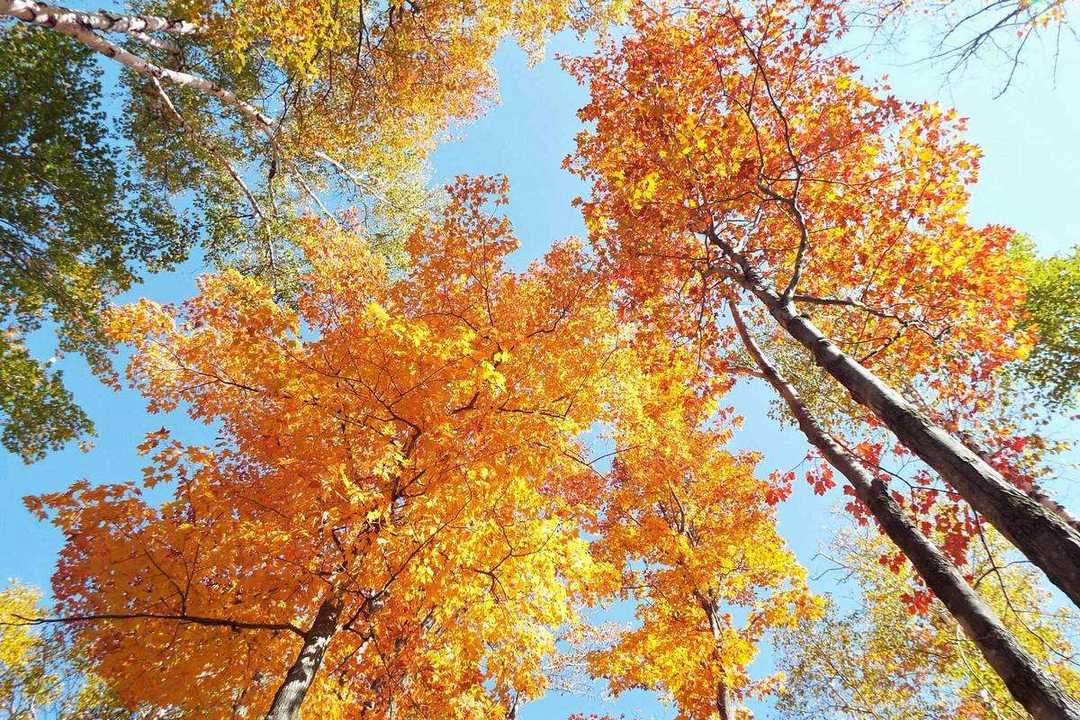 Autumn Gold: Fall Foliage in Canada and South Korea