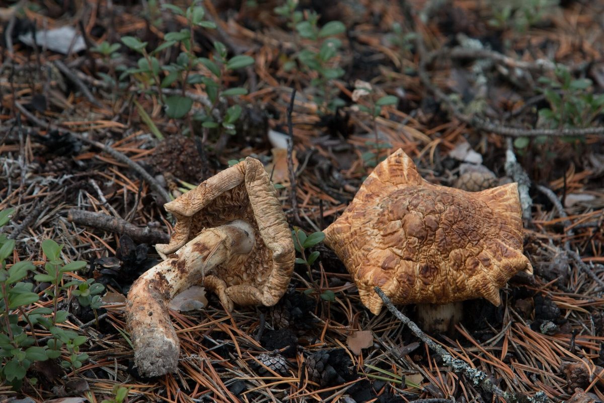 Highland Autumn Flavors: Matsutake to Farmhouse Feasts