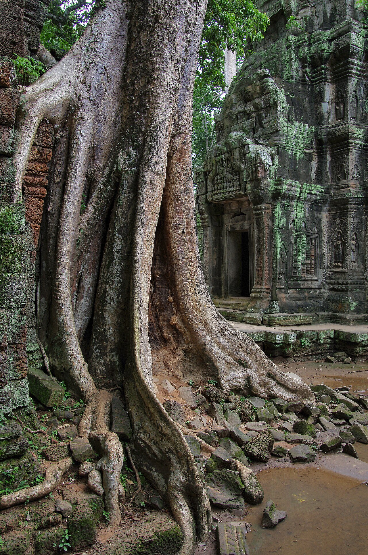 Ta Prohm Angkor ruins and trees