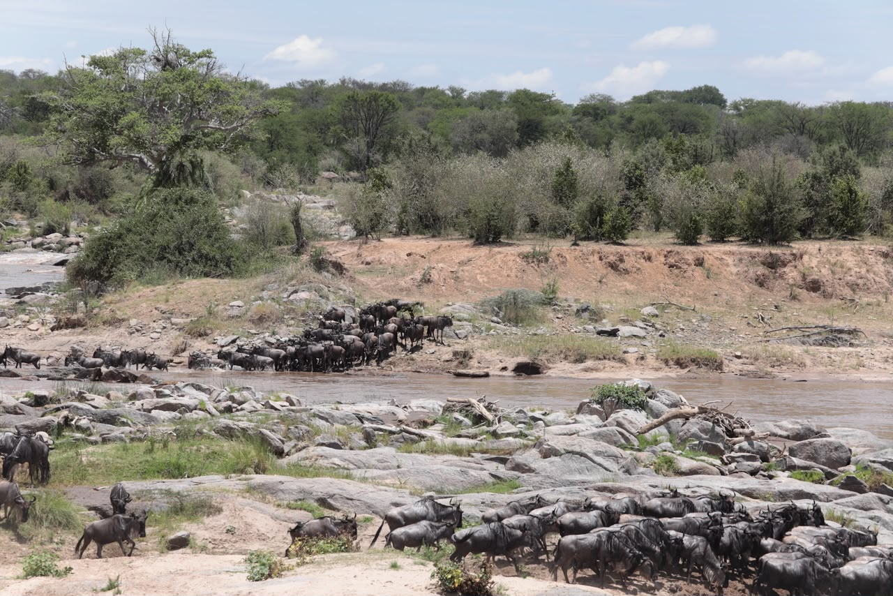 Blue wildebeest herd gathering at the Mara River, Serengeti National Park
