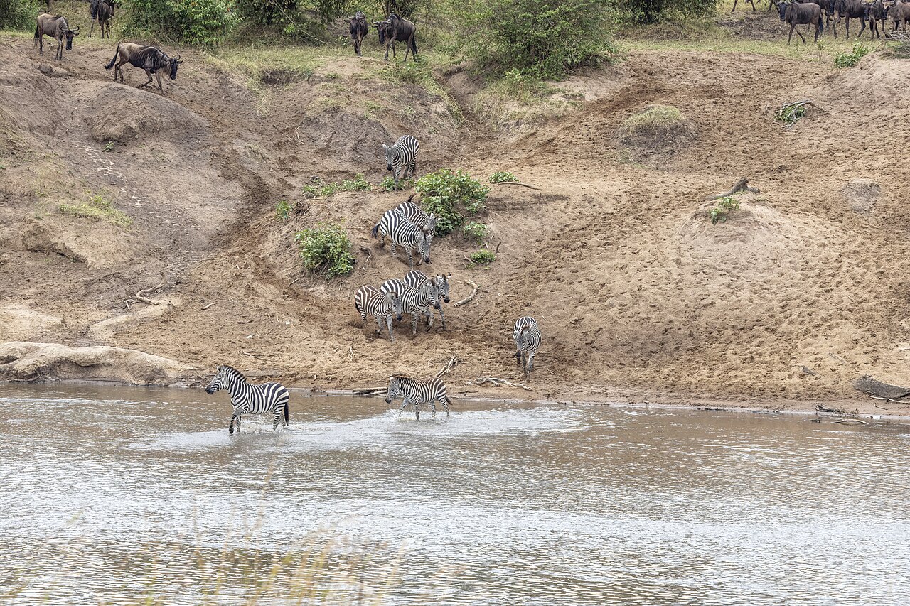 Western white-bearded wildebeest (Connochaetes taurinus mearnsi) Mara River crossing 2a Ze