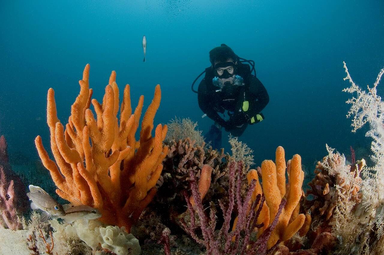 GRNMS - Diver On Reef (32490355423)