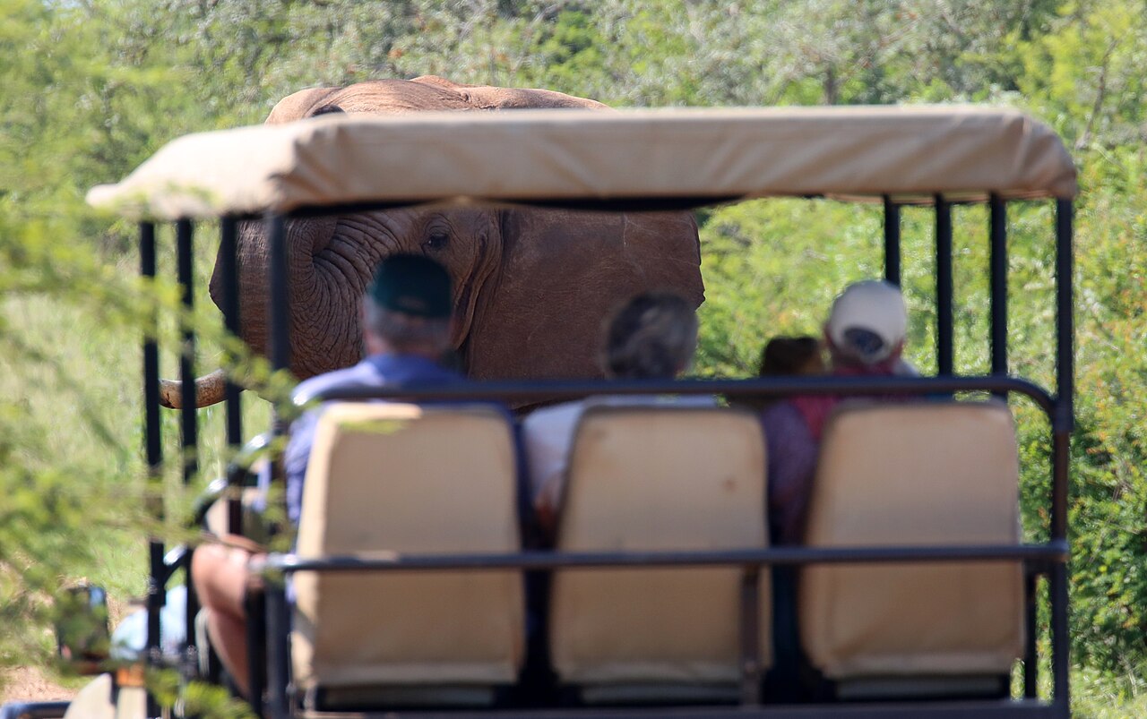 Game vehicle and elephant, Madikwe (51842831449)