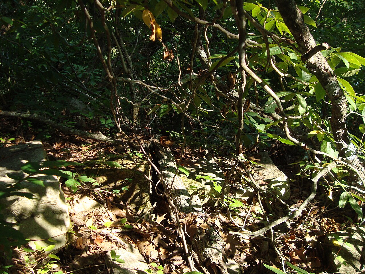 An overgrown stone path at Tuscumbia Landing near Sheffield, Alabama (31f2c5cc-9b68-4bcb-8