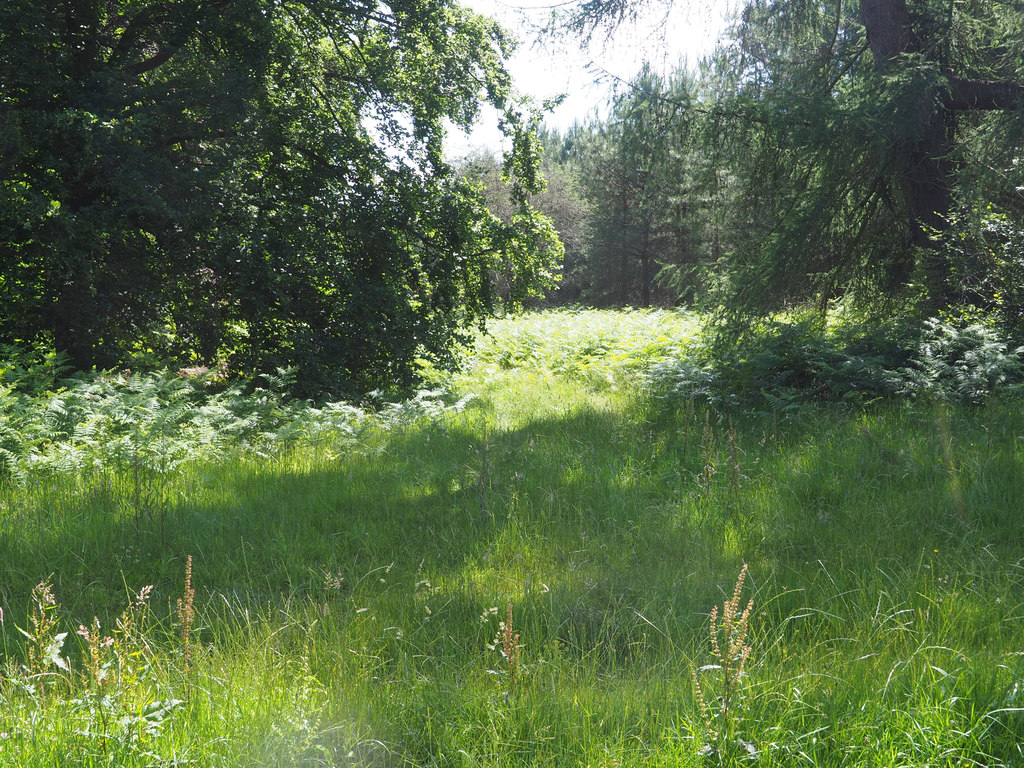Overgrown forest track - geograph.org.uk - 6196982