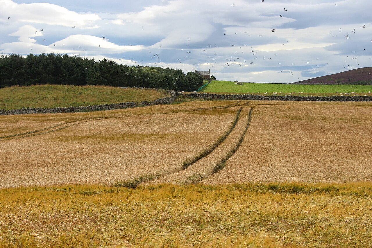 Cereal ready for harvest at Sandside - geograph.org.uk - 7574544