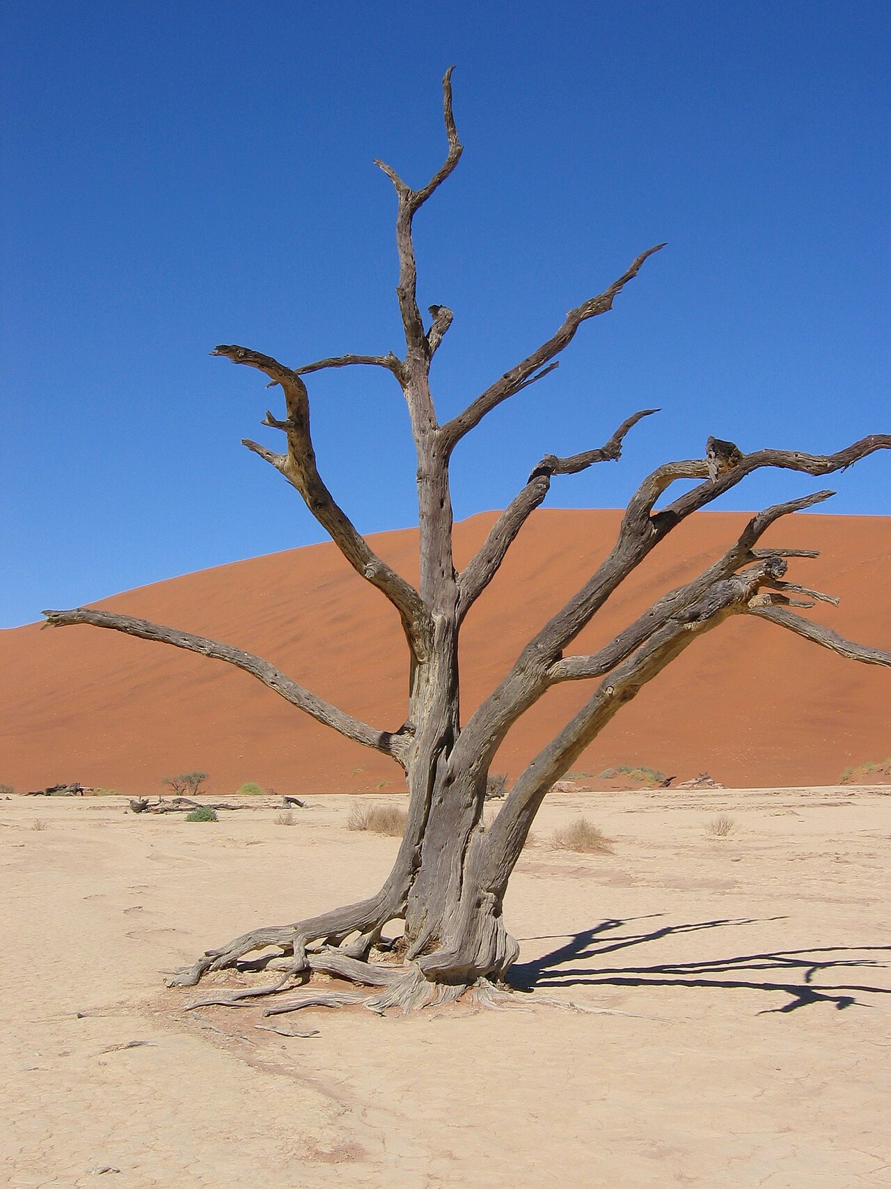 Baum Deadvlei Sossusvlei
