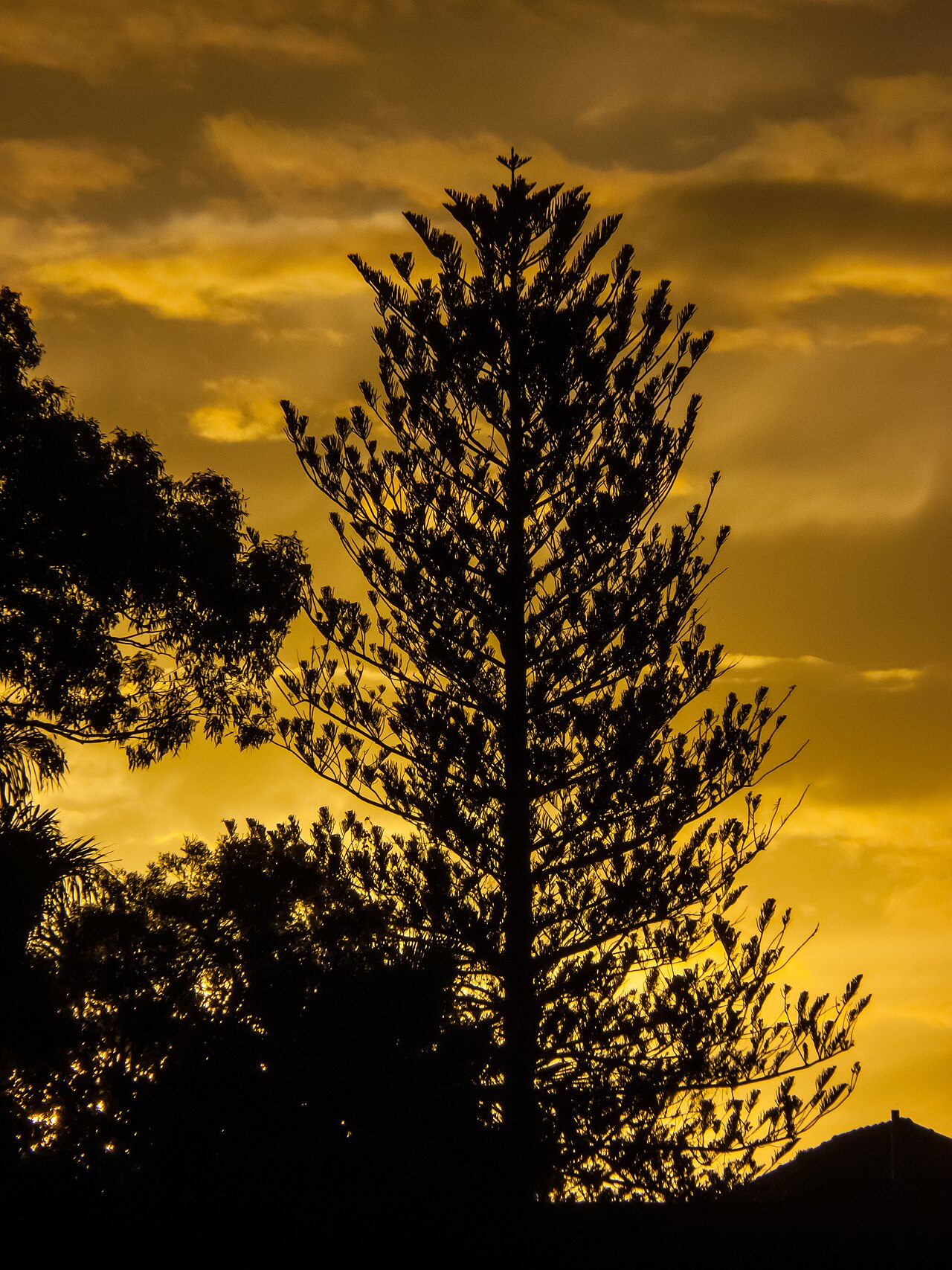 Araucaria heterophyllus in silhouette at sunset Piccadilly St Geebung P1370430