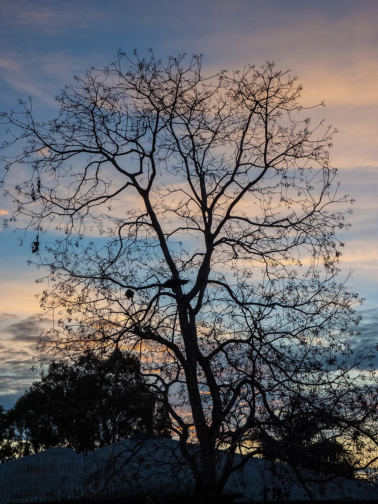 Deciduous tree silhouette at sunset Piccadilly St Geebung P1010175
