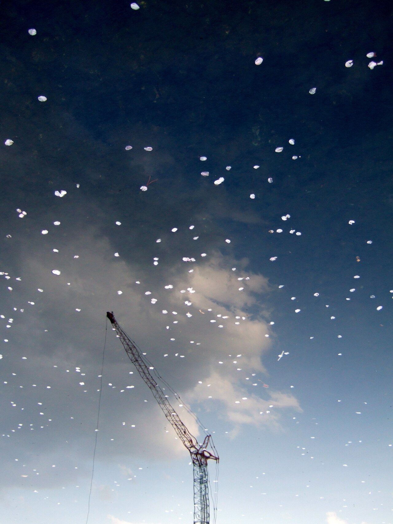 Skyful of sakura stars - Flickr - fhisa