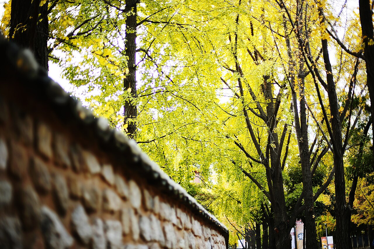 Autumn (126656567)