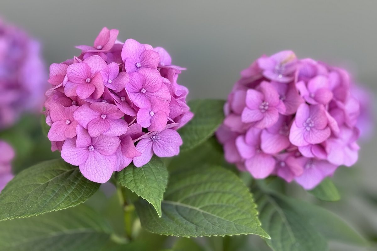 Hydrangeas and June Flowers in Japan: Where the Rain Blooms