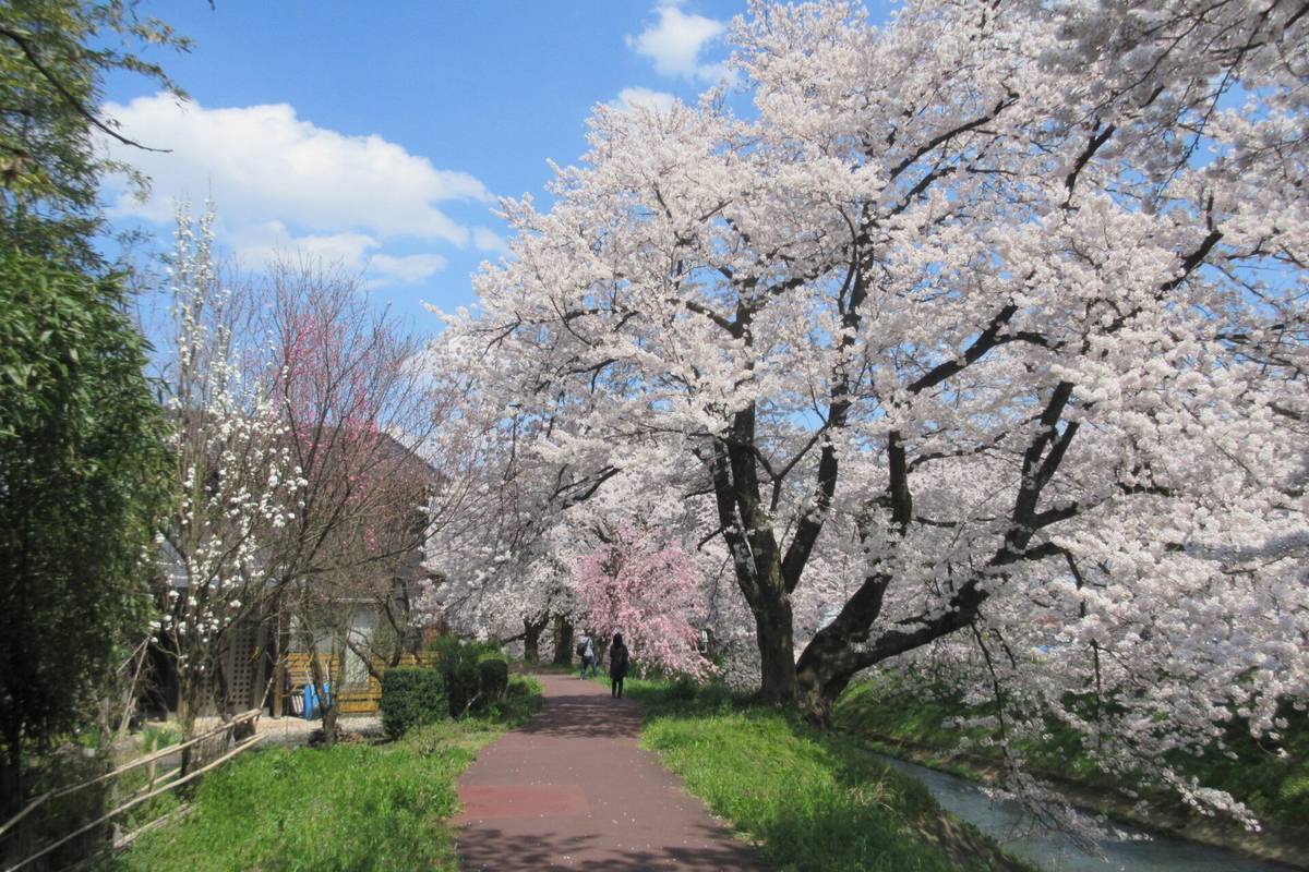Rural Japan Sakura: Off-the-Beaten-Path Cherry Blossoms