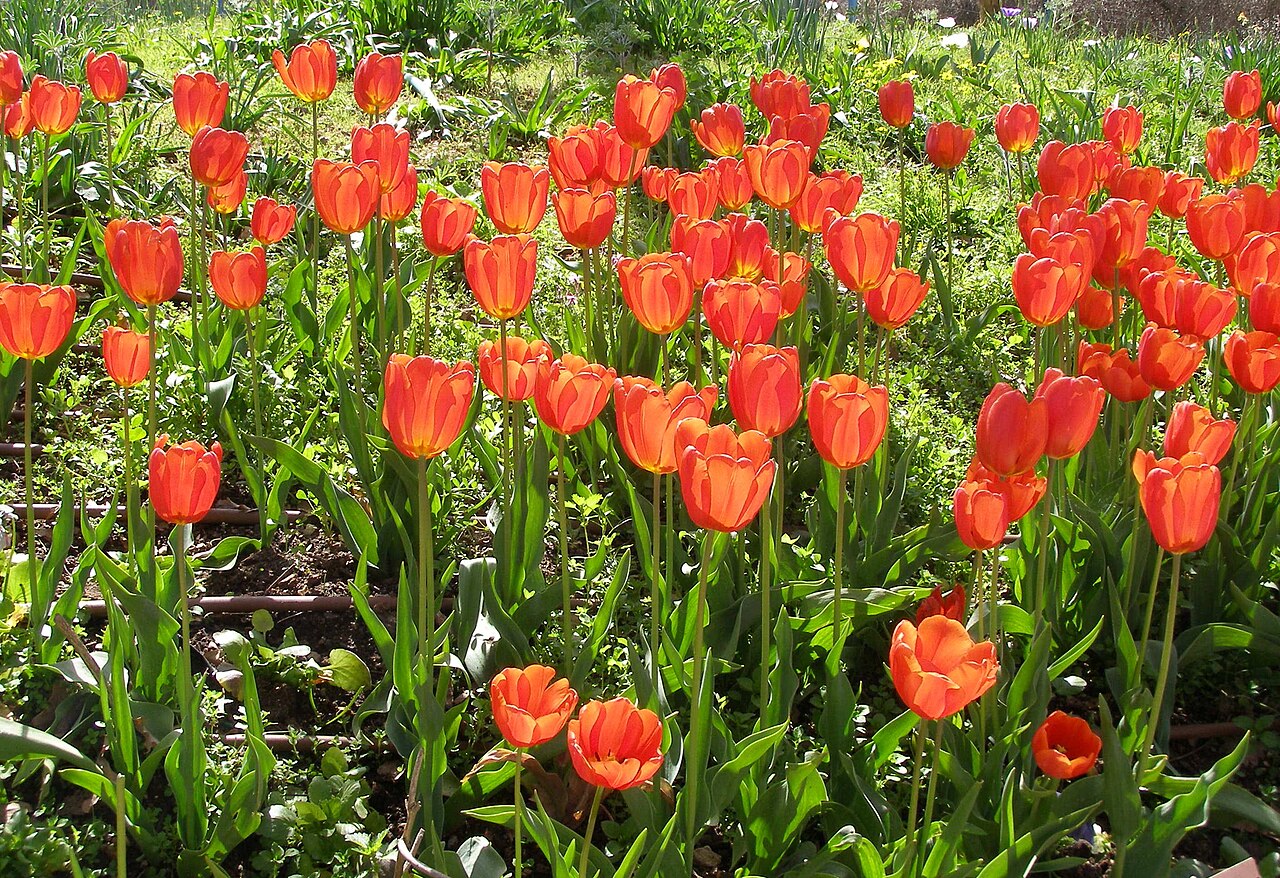 Spring Travel: Japan Cherry Blossoms and Dutch Tulips